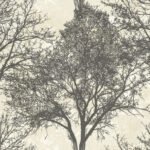 Langdale | Blacks Trees and Leaves Wallpaper for Bedroom, Hallway, and Half Bath