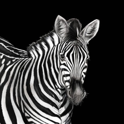 Zebra Mural - Lucia | Blacks Animals, Birds and Insects Wallpaper for Kitchen, Half Bath, and Hallway