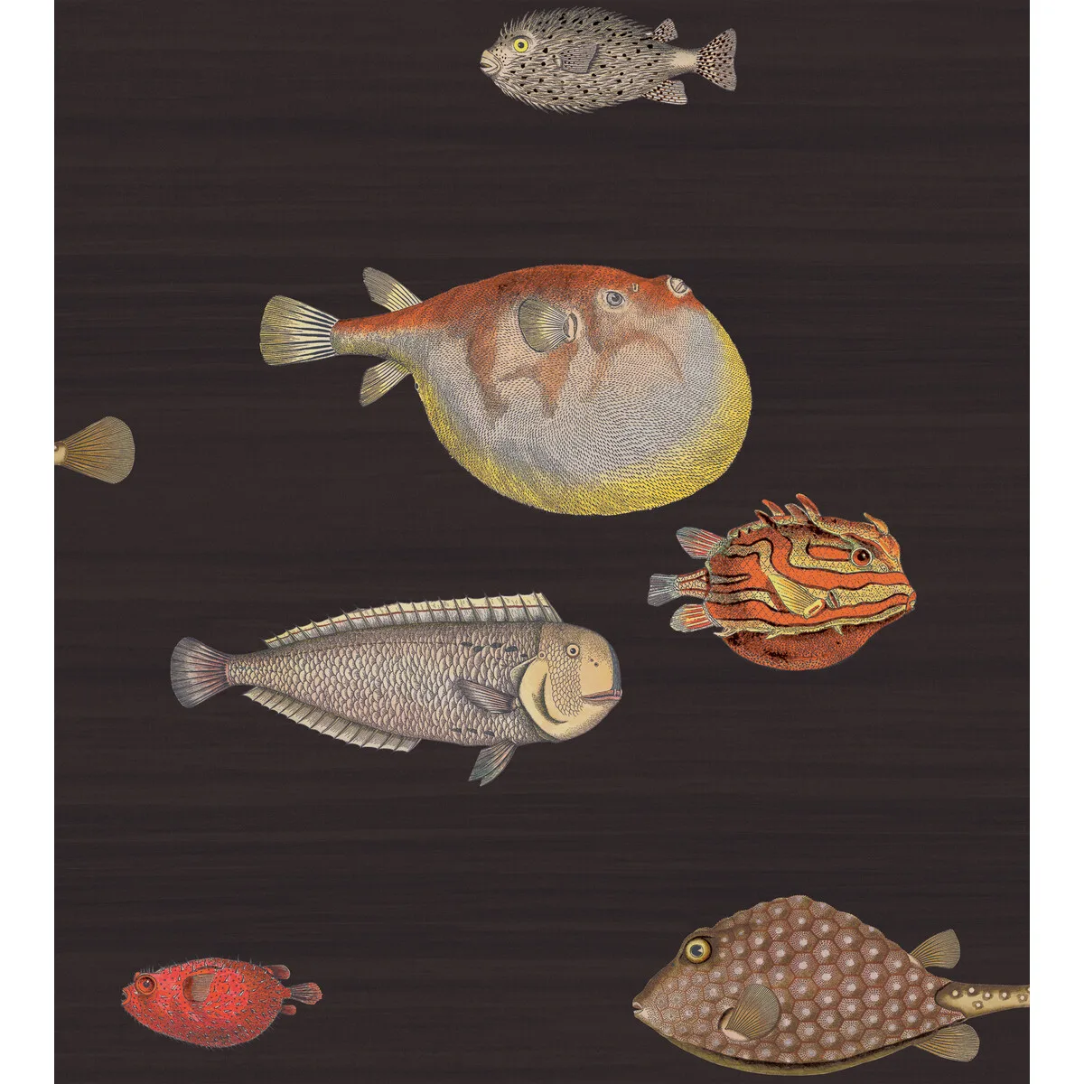 Acquario wallpaper in Black and Multi by Cole & Son