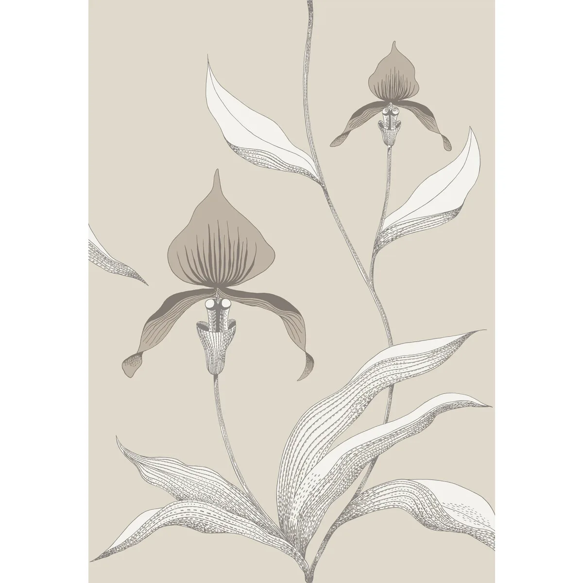 Orchid wallpaper in Linen/white by Cole & Son, botanical & floral pattern