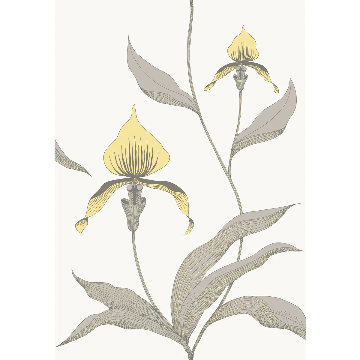 Orchid wallpaper in Yellow/white by Cole & Son, botanical & floral pattern