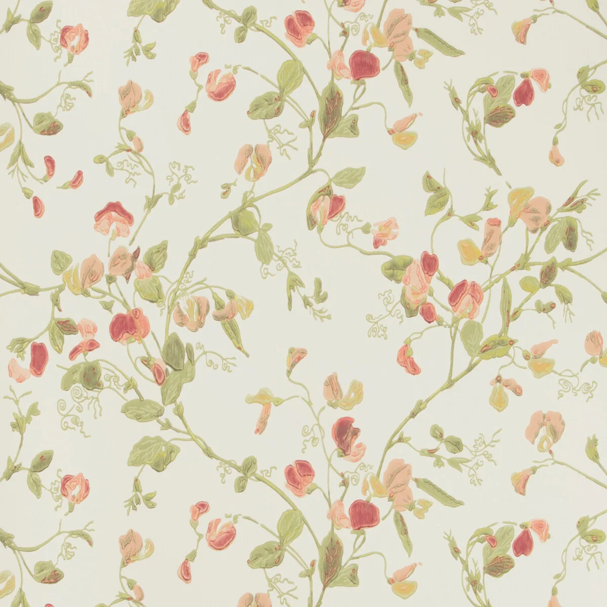 Sweet Pea wallpaper in Pink by Cole & Son, botanical & floral pattern