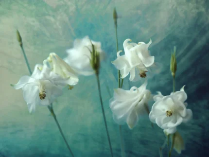 Aquilegia Flower