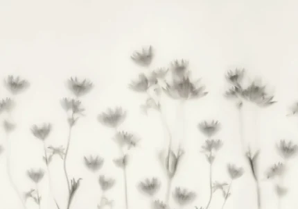 Astrantia, Black & White