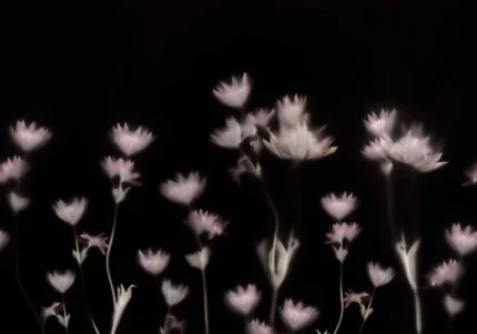 Astrantia, Dark