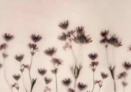 Astrantia, Pink