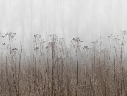Autumn Haze, Beige