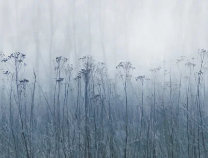 Autumn Haze, Blue
