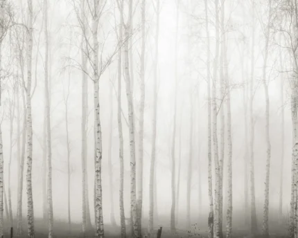 Birch Fog, White