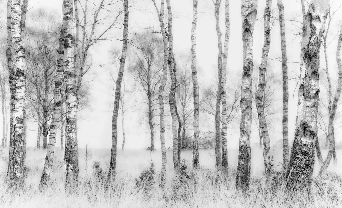 rebelwalls-birch-trees-r19070-flat Birch Trees - Image 1
