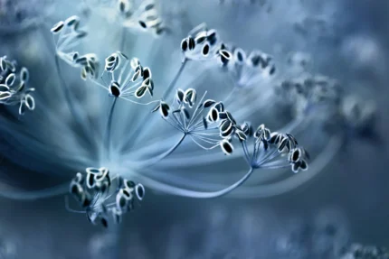 Blue Crown Dill