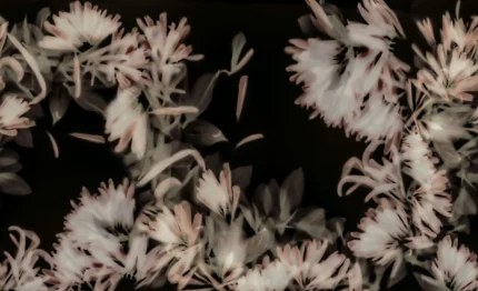 Blurry Honeysuckle, Dark