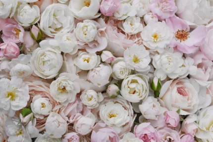 Bouquet of Buttercups, Pink