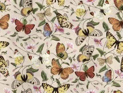 Butterflies Color
