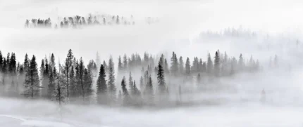 Calm Forest
