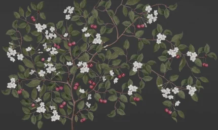 Cherries Midnight