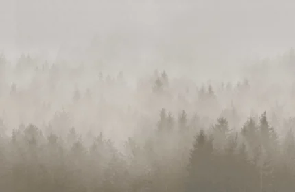 Cloudy Forest, Beige