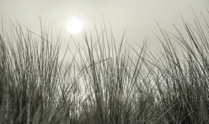 Coastal Reed
