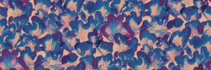 Corals, Blue