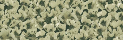 Corals, Green