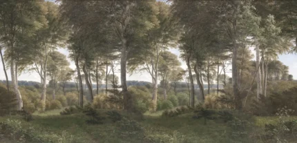 Danish Forest, Morning