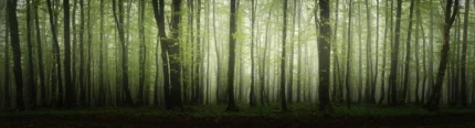 Dawn In The Forest