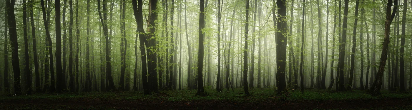 rebelwalls-dawn-in-the-forest-r19541-flat Dawn In The Forest - Image 1