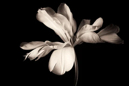 Dramatic Flower