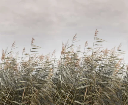 Dreamy Reed,	Beige