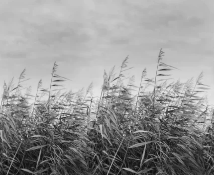 Dreamy Reed,	Black & White