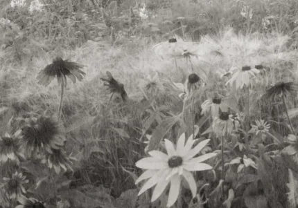 Dreamy Rudbeckia, Black & White