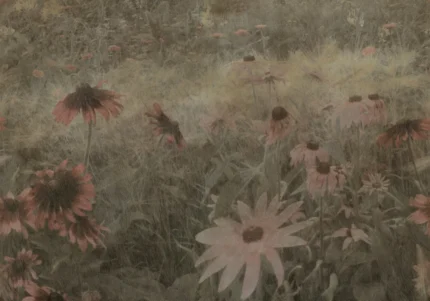 Dreamy Rudbeckia, Pink