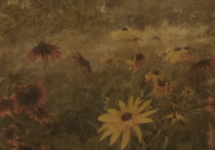 Dreamy Rudbeckia, Vintage