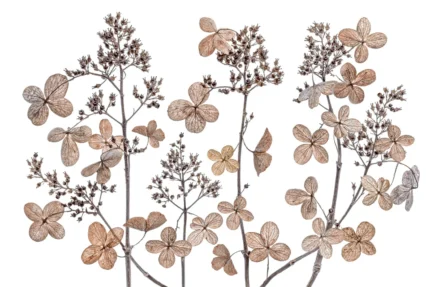 Dried Flowers