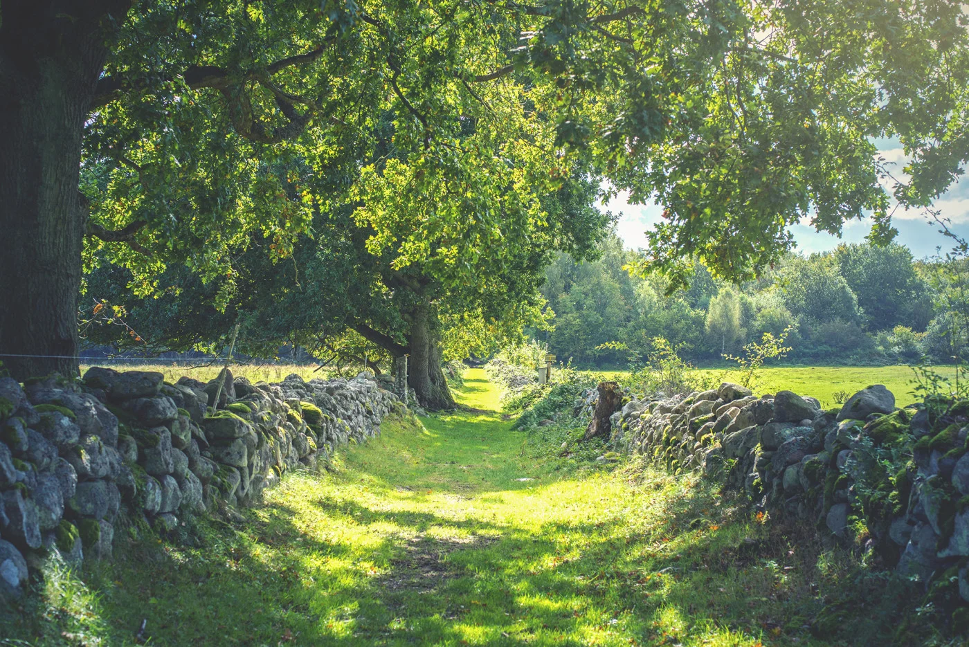 rebelwalls-early-summer-r16651-flat Early Summer Scandinavia Rebel Walls Wallpaper R16651