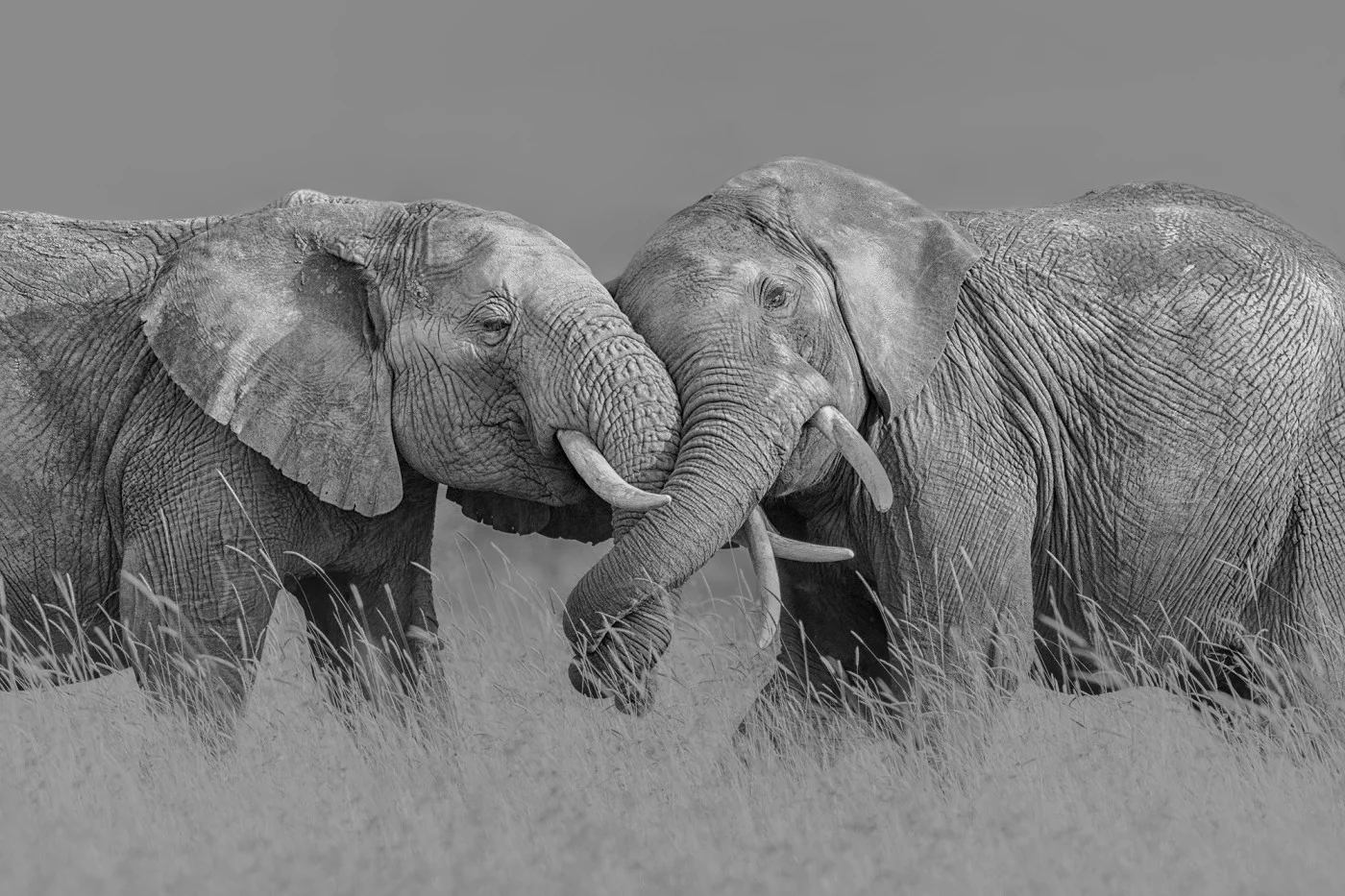 rebelwalls-elephant-hug-r19197-flat Elephant Hug - Image 1
