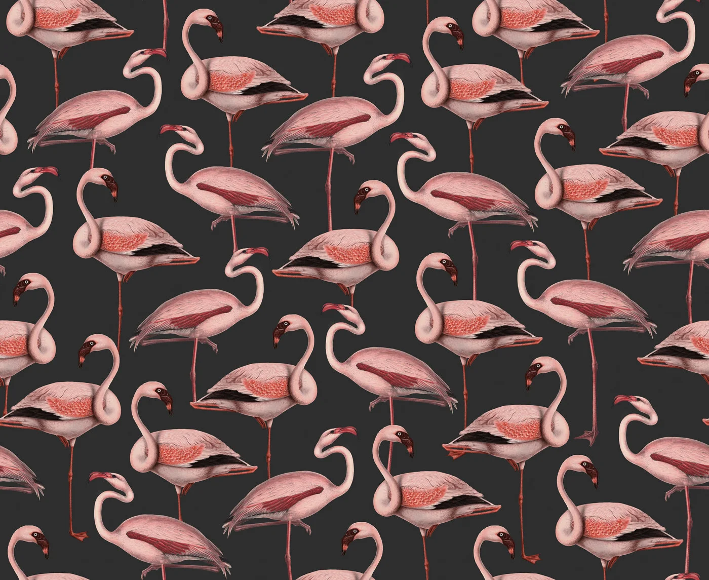 rebelwalls-flamingos-liquorice-r19655-flat Flamingos Liquorice Pops Rebel Walls Wallpaper R19655