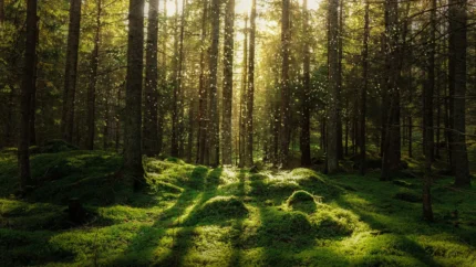 Forest Bath