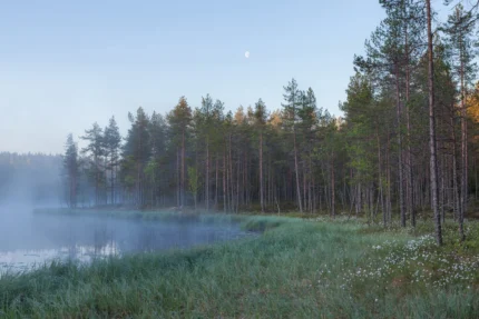 Forest Lake