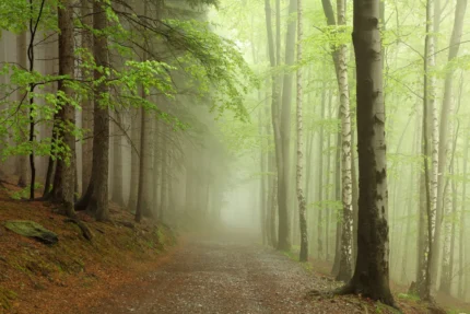Forest Path