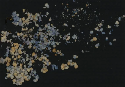 Fragile Beauty Dark Blue