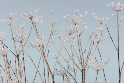 Frostwork