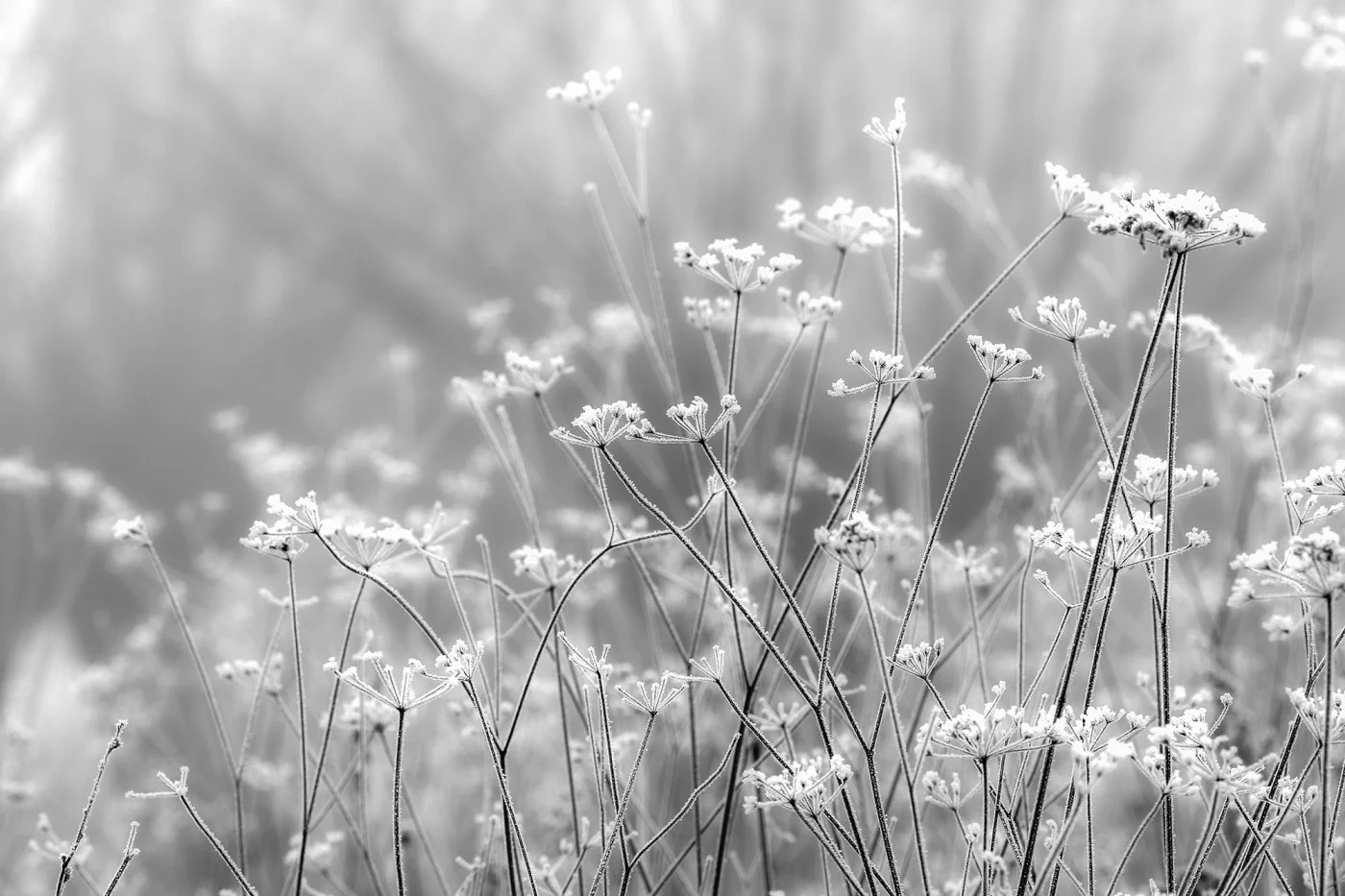 rebelwalls-frosty-straw-r19518-flat Frosty Straw Shutterstock Rebel Walls Wallpaper R19518