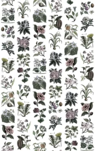 Color Variation