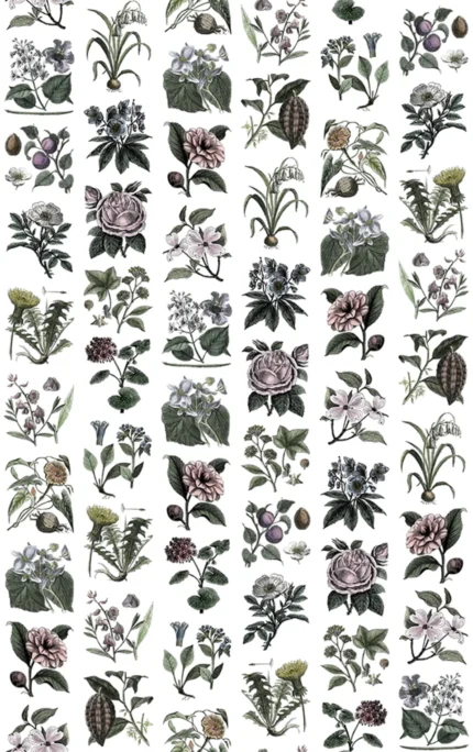 Fruit & Flora, Color