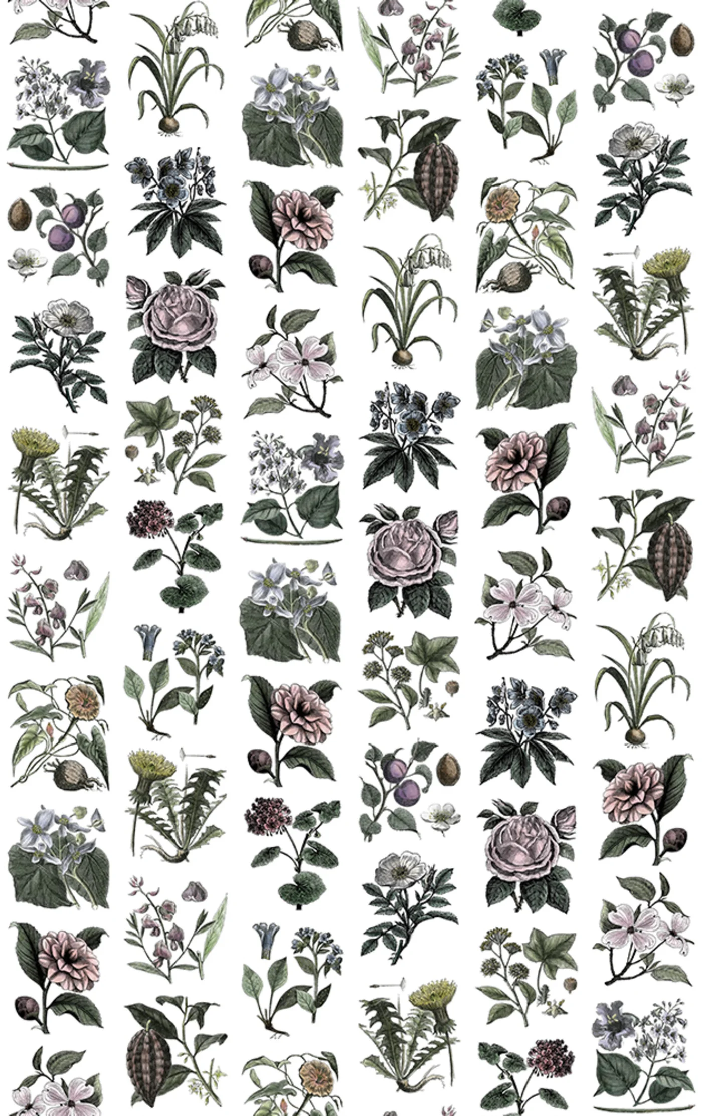 rebelwalls-fruit-flora-color-r13172-flat Fruit & Flora, Color - Image 1