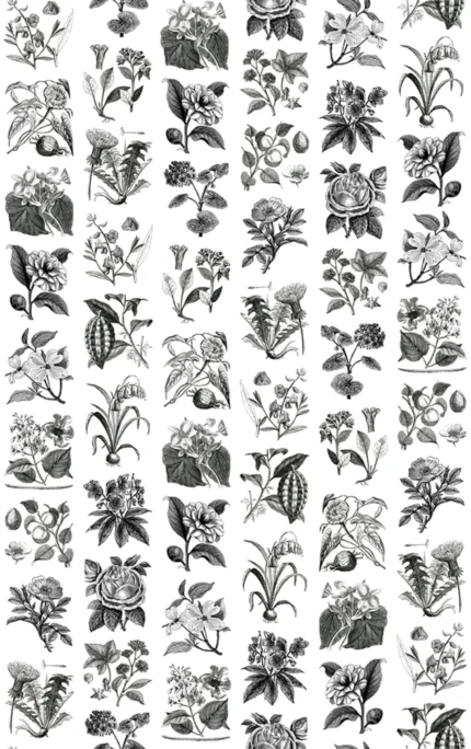 Fruit & Flora