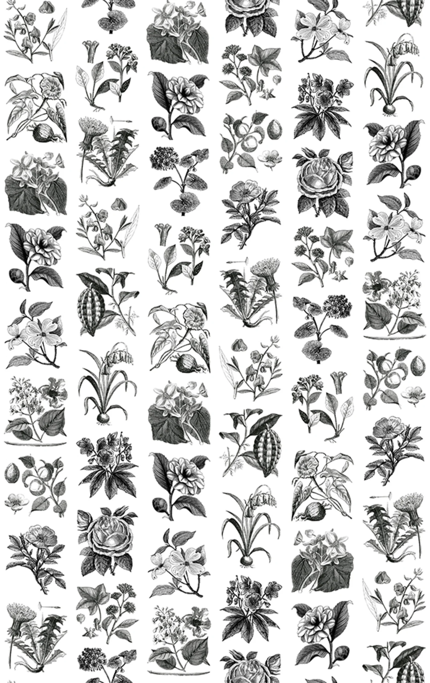 rebelwalls-fruit-flora-r13171-flat Fruit & Flora - Image 1