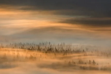 Golden Fir Forest