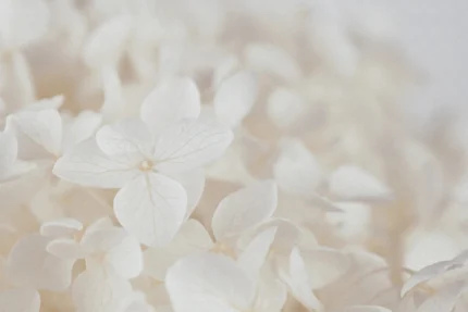 Grand Hydrangea, Soft Beige
